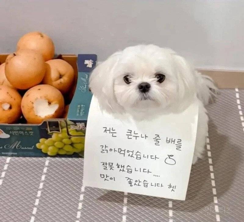 누나의 배를 먹은 강쥐