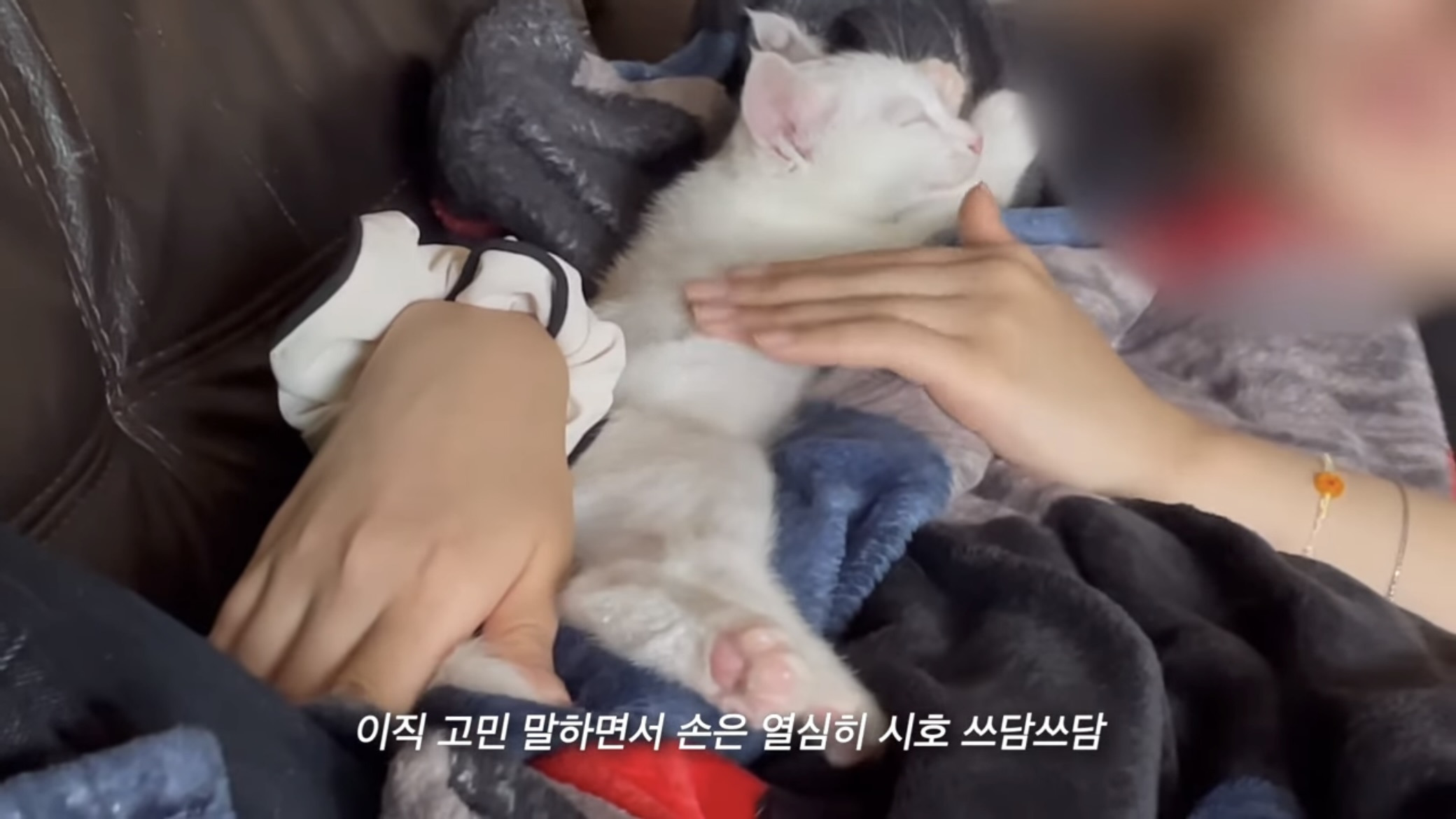 언니가 다리다친 아기고양이를 주워왔다 | 인스티즈