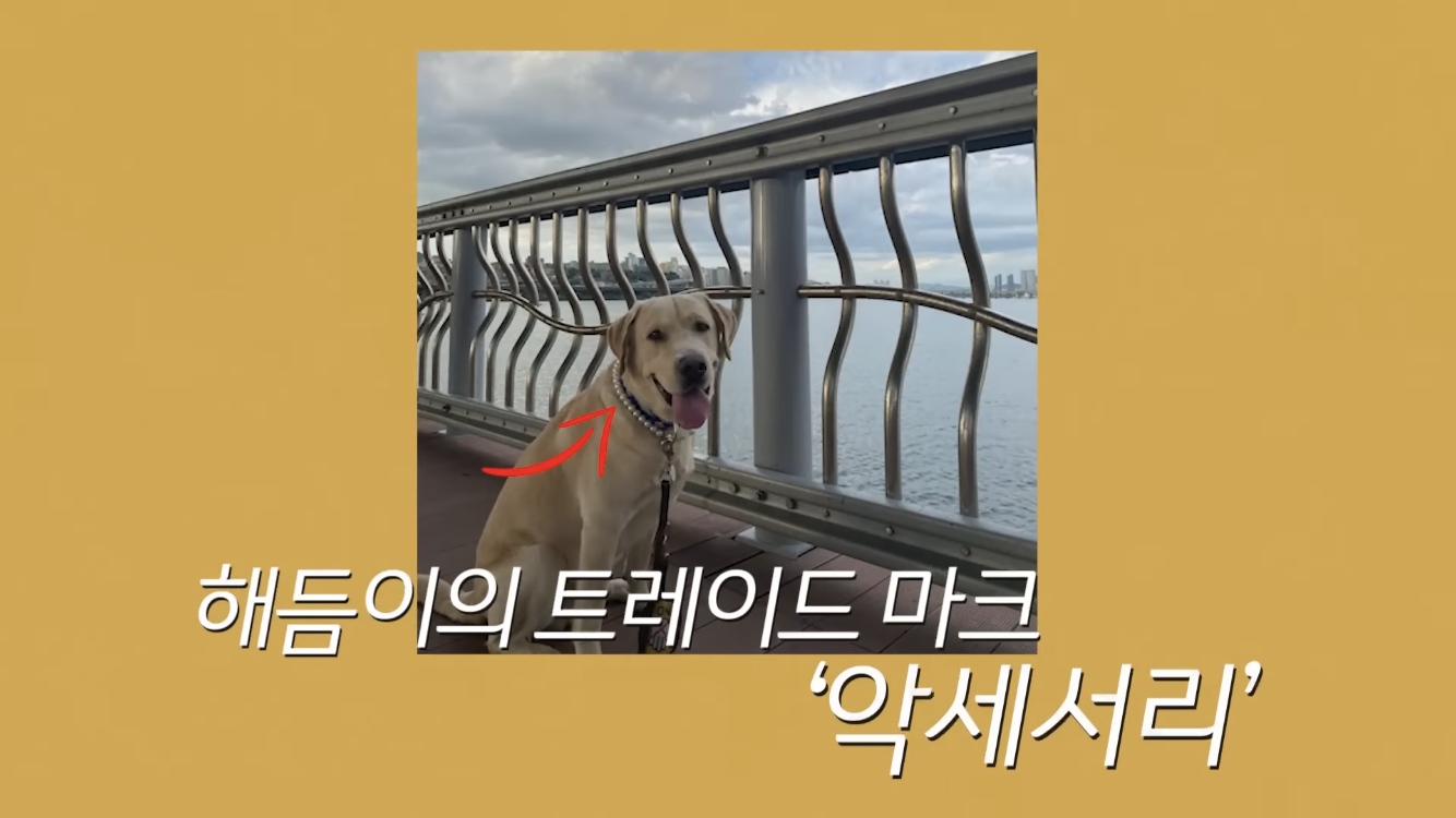 정재형이 리트리버에게 악세사리를 착용해주는 이유 | 인스티즈