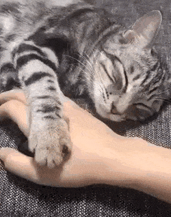 집사가 손 치우는 게 싫은 고양이.gif | 인스티즈
