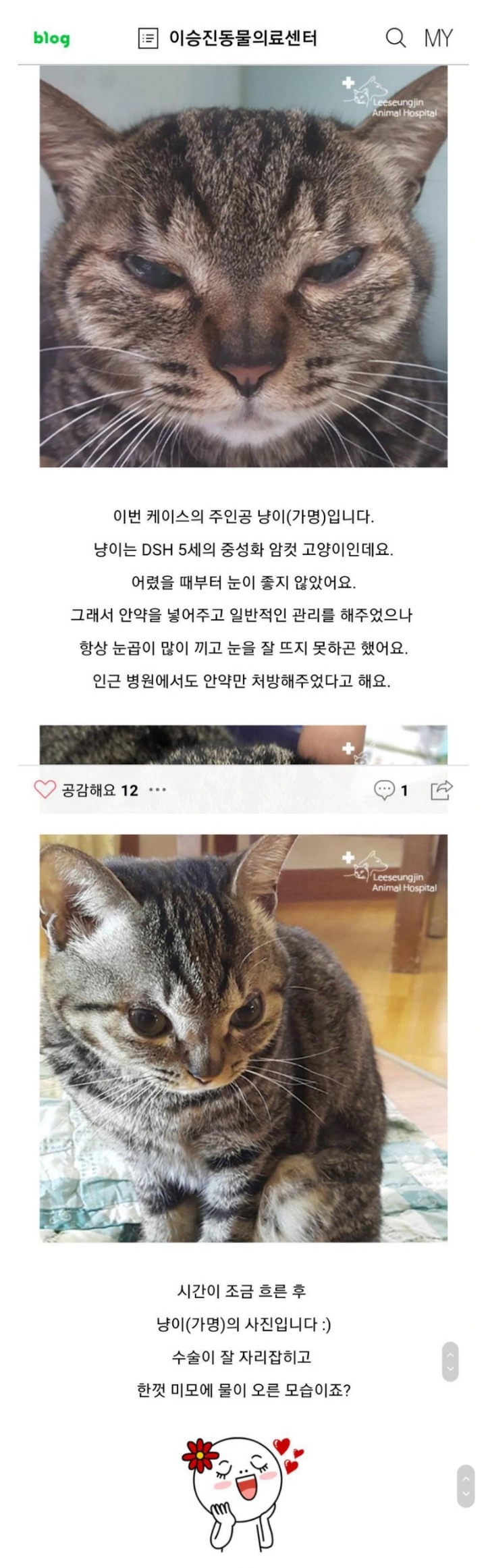 고양이 쌍수 전후 너무 귀여어ㅋㅋㅋㅋㅋㅋㅋㅋㅋ