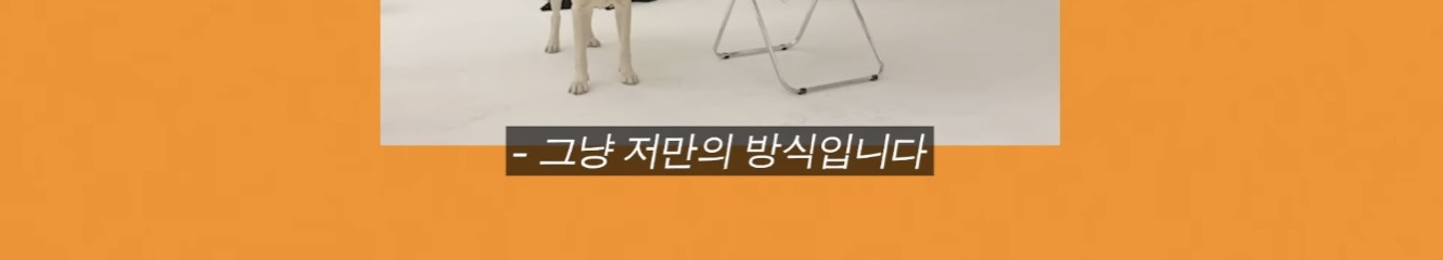 정재형이 리트리버에게 악세사리를 착용해주는 이유 | 인스티즈