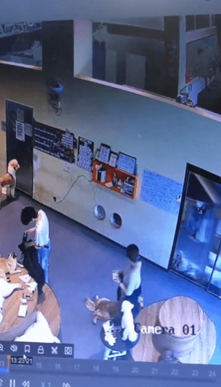 사육사가 넘어지는걸 목격한 댕댕이들 반응.gif | 인스티즈