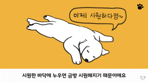강아지 수면 자세 이유 | 인스티즈