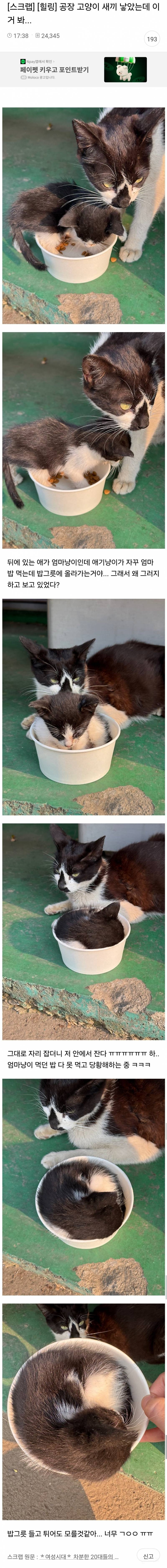 공장 고양이 애기 낳았는데 이거 봐... (ㄹㅇ 귀여워서 심장아픔)