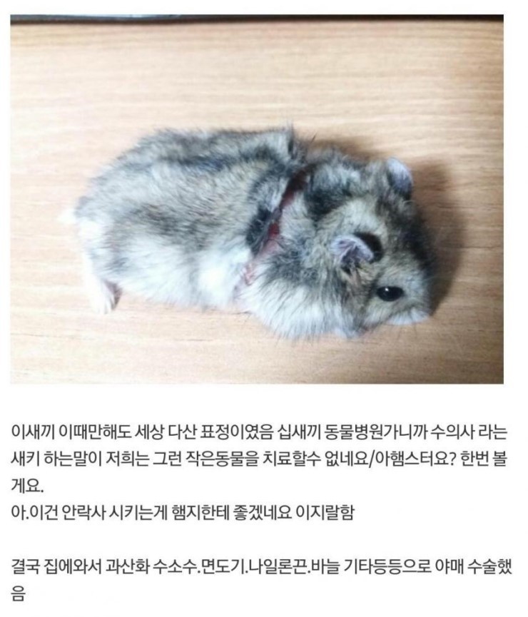 다친 햄스터 야매로 수술해준 디시인 | 인스티즈