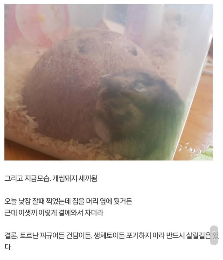 다친 햄스터 야매로 수술해준 디시인 | 인스티즈