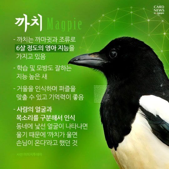 누구든 자기 영역에만 들어오면 눈이 돌아버리는 조류계의 조폭 | 인스티즈