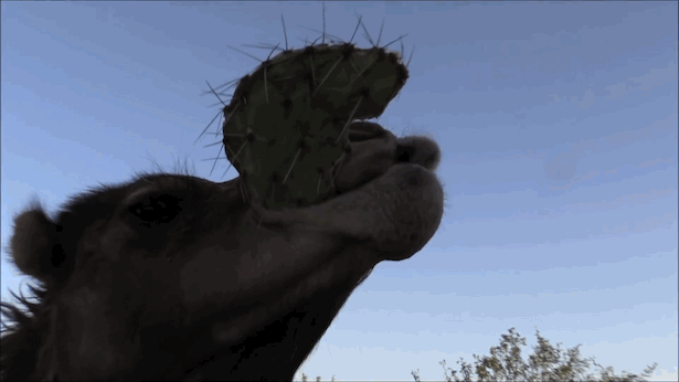 선인장 먹는 낙타🌵🐪 | 인스티즈