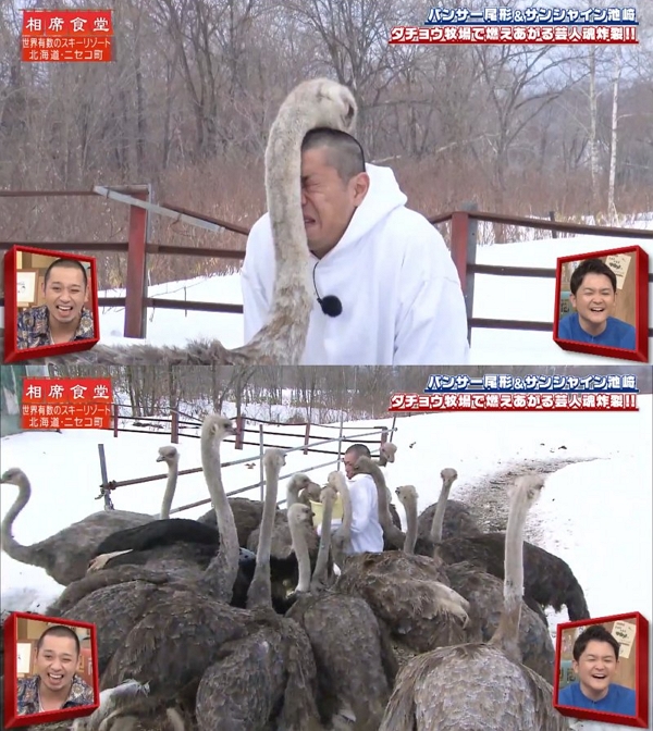 OOO 인간 보고 'X'이라고 생각해서 무작정 예뻐해 주는 타조들 | 인스티즈