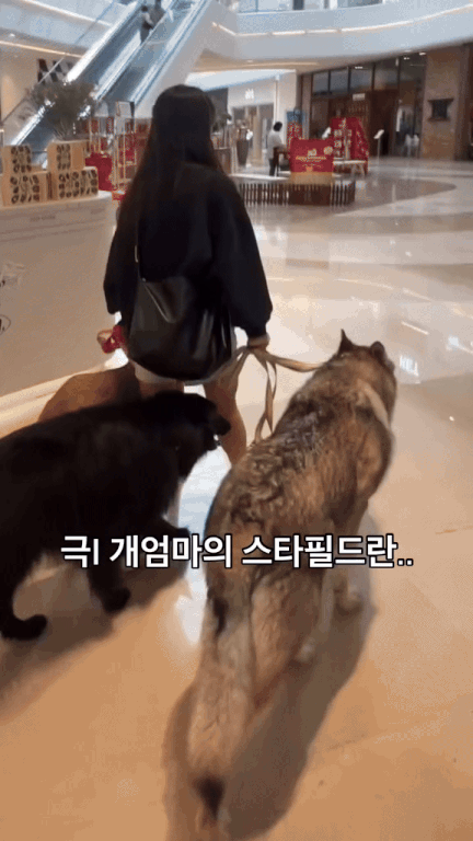 방금 논란된 울프독 산책 견주 입장문 뜸 | 인스티즈
