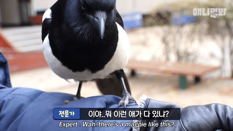 누구든 자기 영역에만 들어오면 눈이 돌아버리는 조류계의 조폭 | 인스티즈