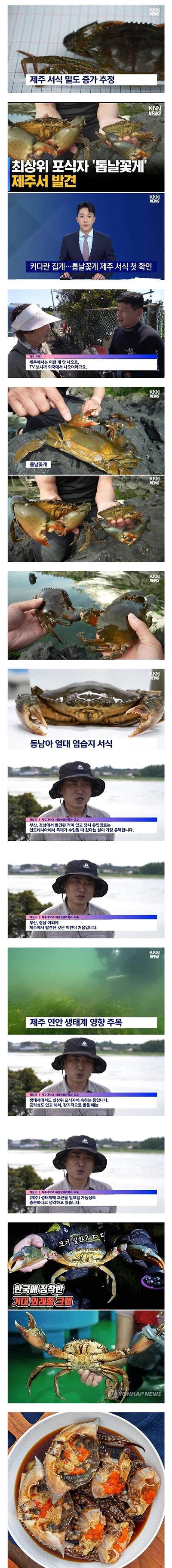 현재 큰일났다는 제주 외래종 꽃게 등장 상황.jpg | 인스티즈