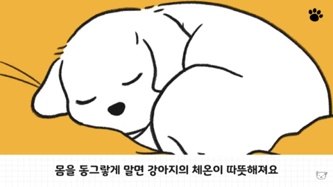 강아지 수면 자세 이유 | 인스티즈