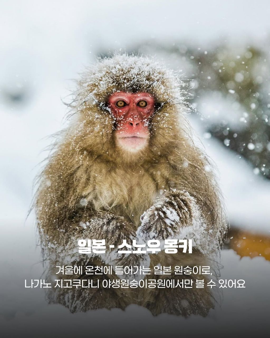 그 나라까지 갈만한 이 동물들의 귀여움.jpg | 인스티즈