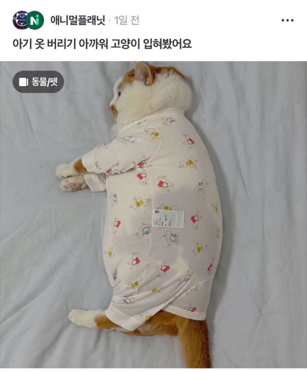 아기가 쓰던거 물려받은 고양이들 | 인스티즈