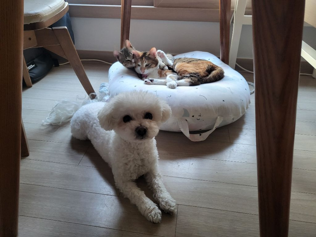 직숲에서 교과서 간 강쥐냥쥐 근황 | 인스티즈
