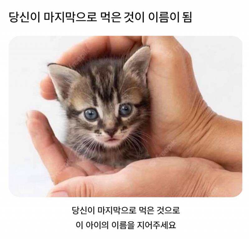 2000플 넘은 "고양이 이름을 지어주세요".JPG