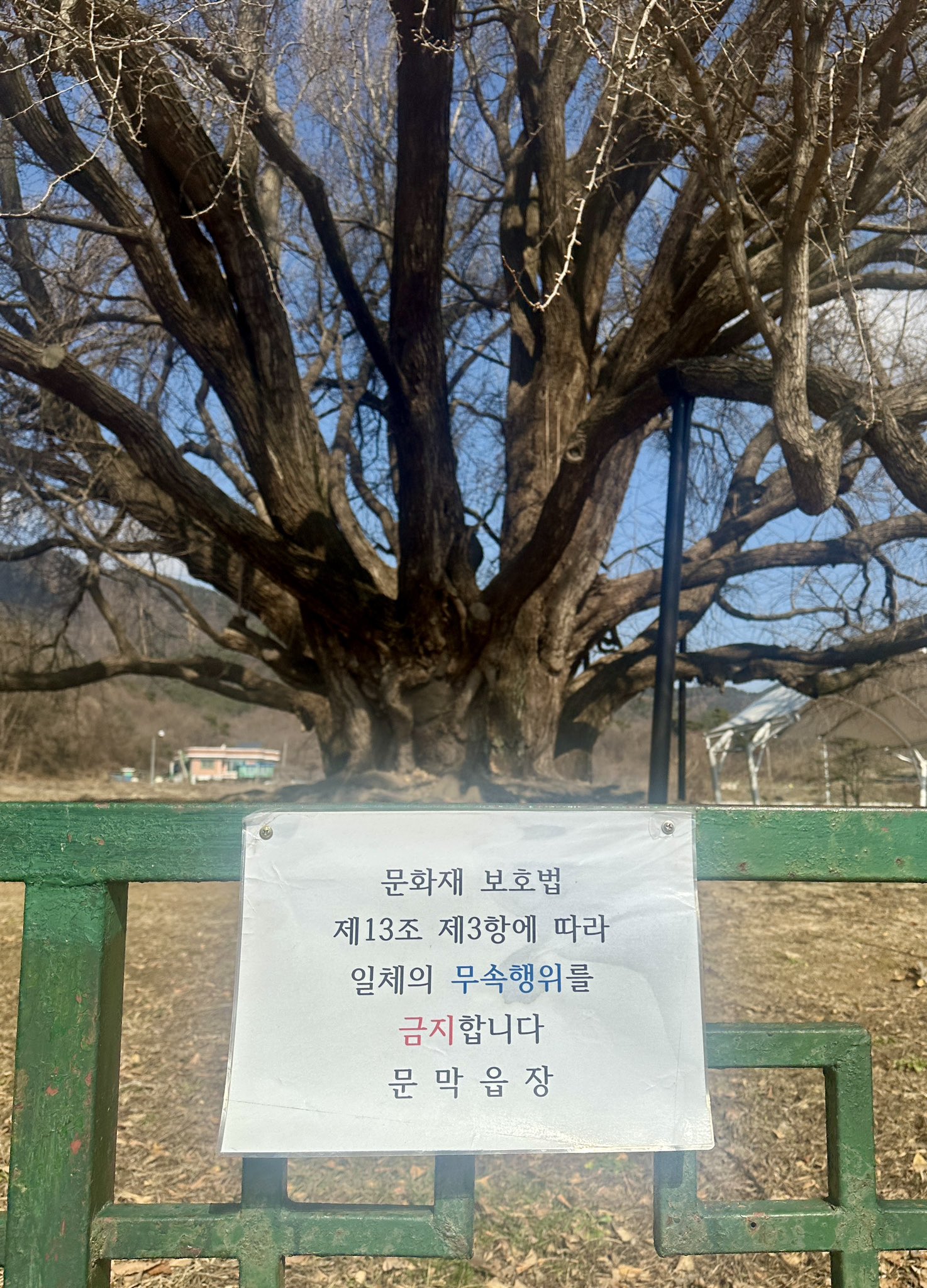 나무가 너무 심상치 않게 생겨서 붙은 경고문 | 인스티즈