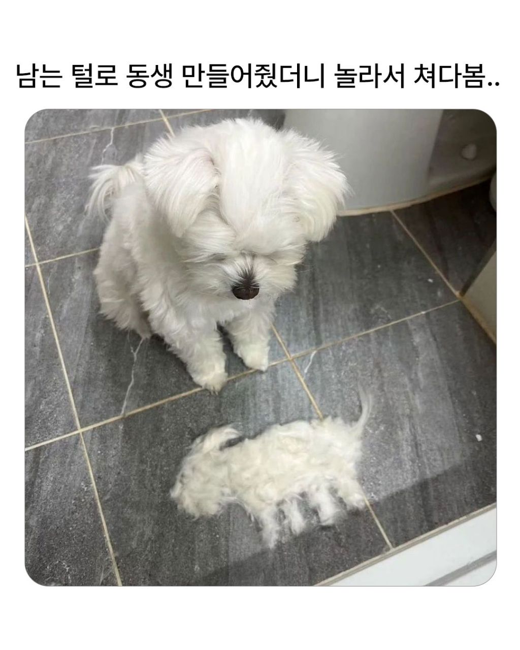남는 털로 동생 만들어 줌 | 인스티즈