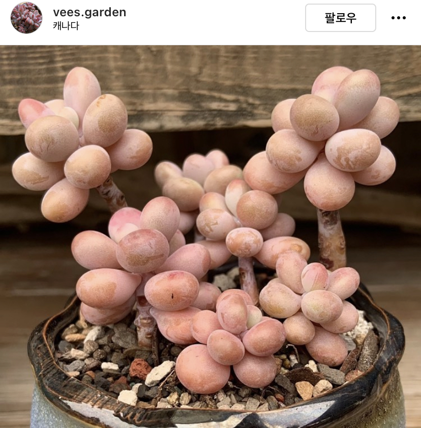 다육이를...먹어보고 싶은 달글 (안먹을거임) | 인스티즈