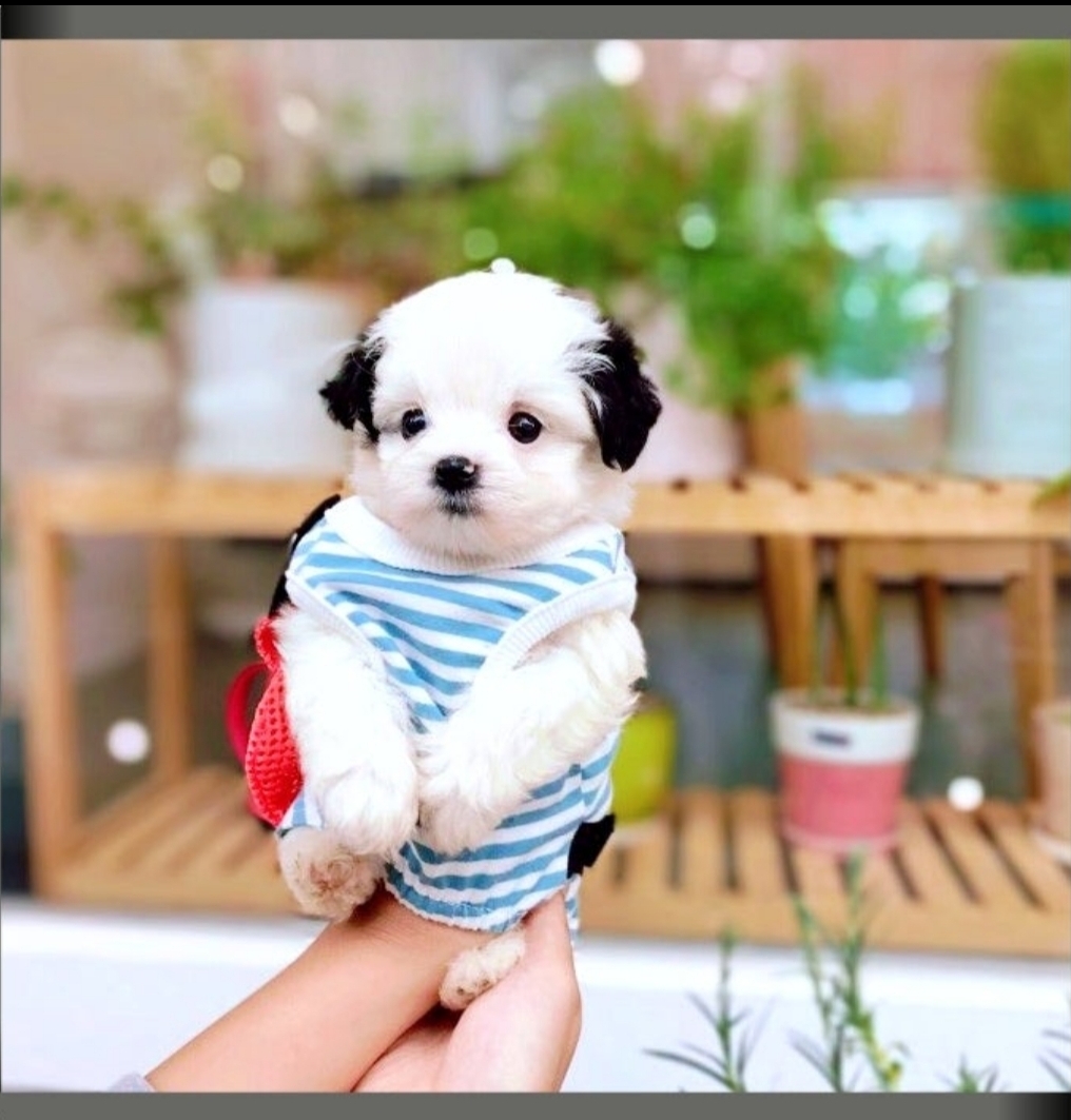 현재 포차코 닮은 강아지들 뽑아내는 펫샵들 | 인스티즈