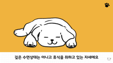 강아지 수면 자세 이유 | 인스티즈