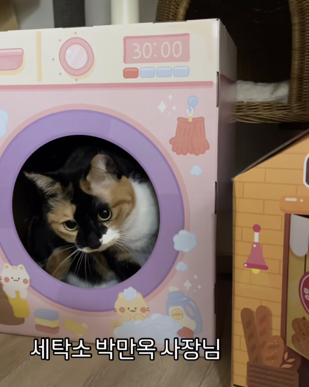 고양이 집사들은 당장 다이소로 달려가시오 | 인스티즈