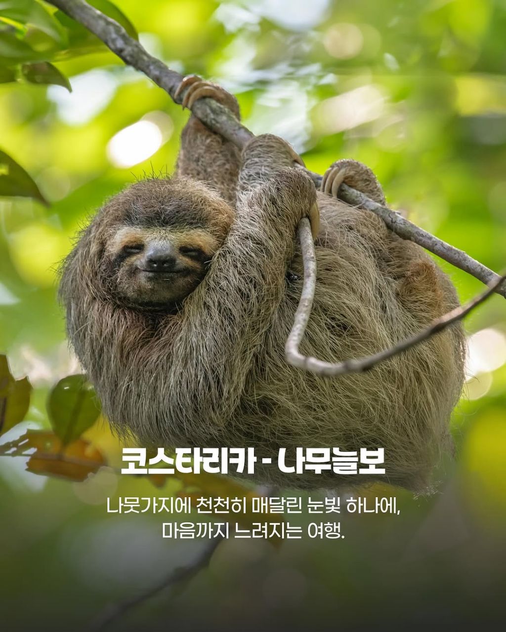 그 나라까지 갈만한 이 동물들의 귀여움.jpg | 인스티즈