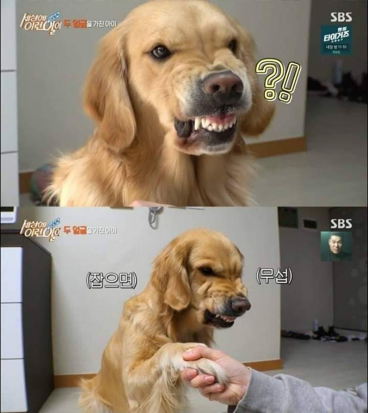 리트리버가 이렇게 화내는 거 첨봄 | 인스티즈