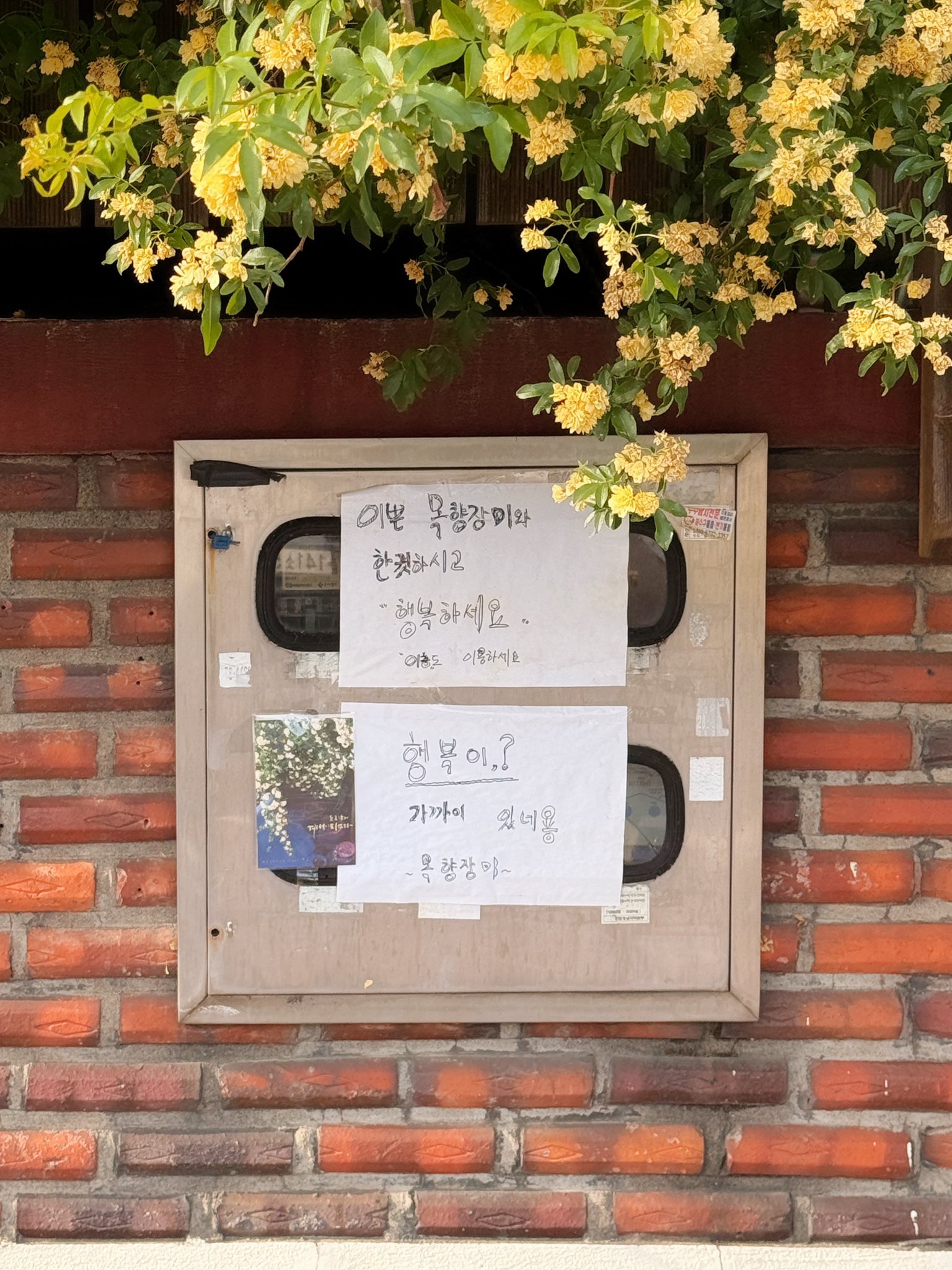 할머니집 근처에 목향장미 가득한 집이 있어 보고옴🌼.twt | 인스티즈