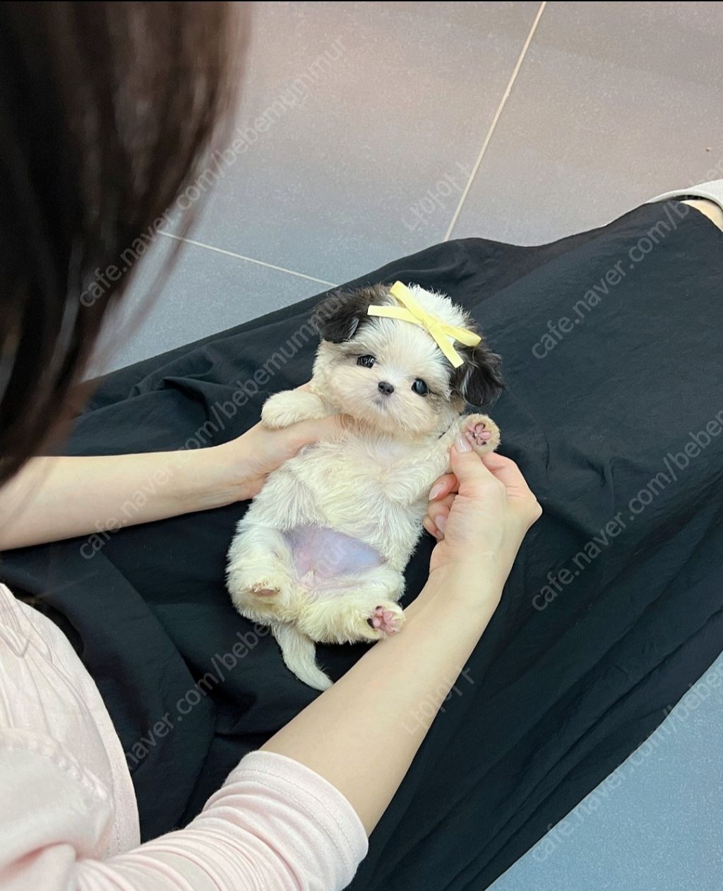현재 포차코 닮은 강아지들 뽑아내는 펫샵들 | 인스티즈