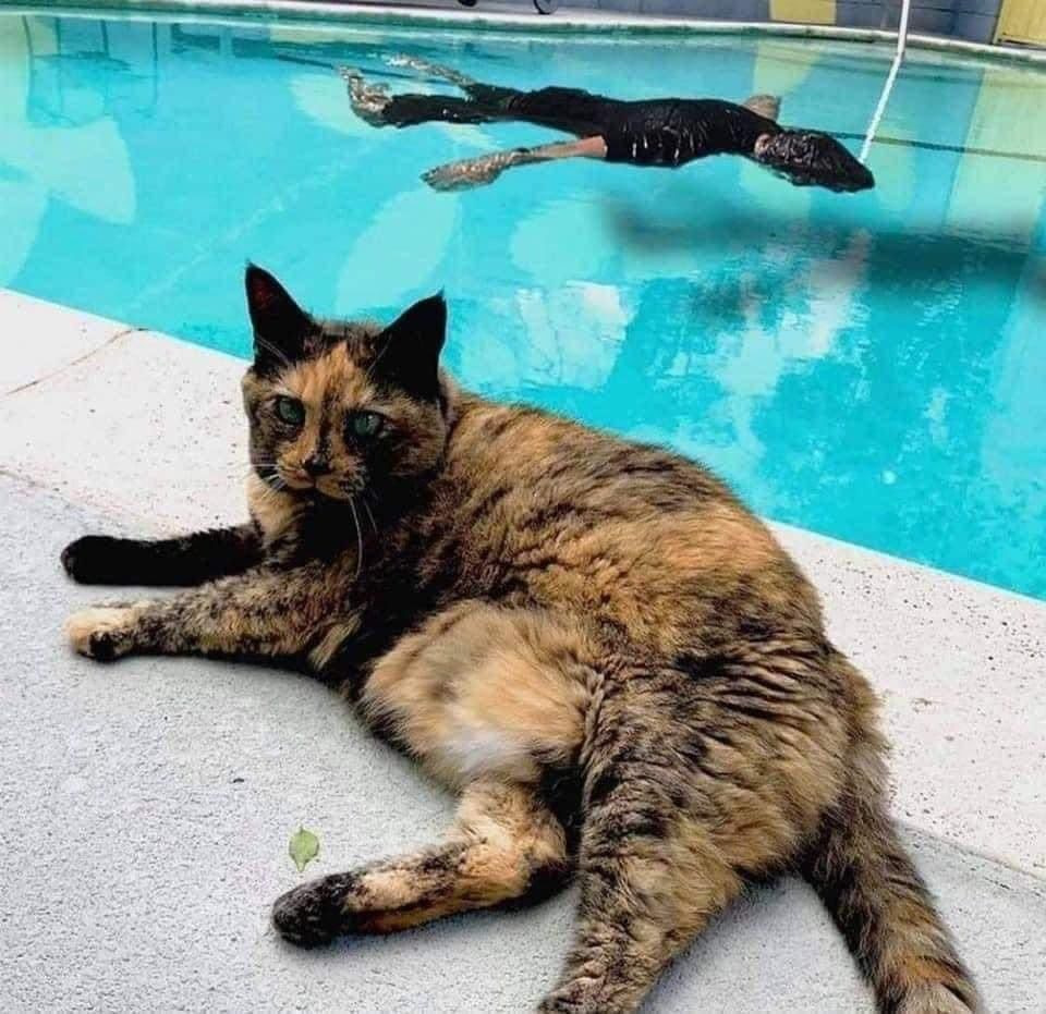 고양이 앞에서 익사하는 척 해보기.jpg | 인스티즈