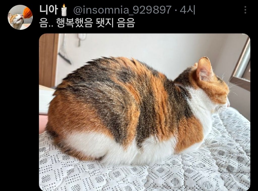 고양이는 원래 마른 종이 맞는데 인간들이랑 같이 살면서 | 인스티즈