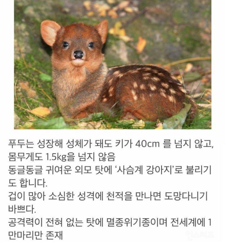 공격력이 0이라 멸종 위기라는 동물.jpg