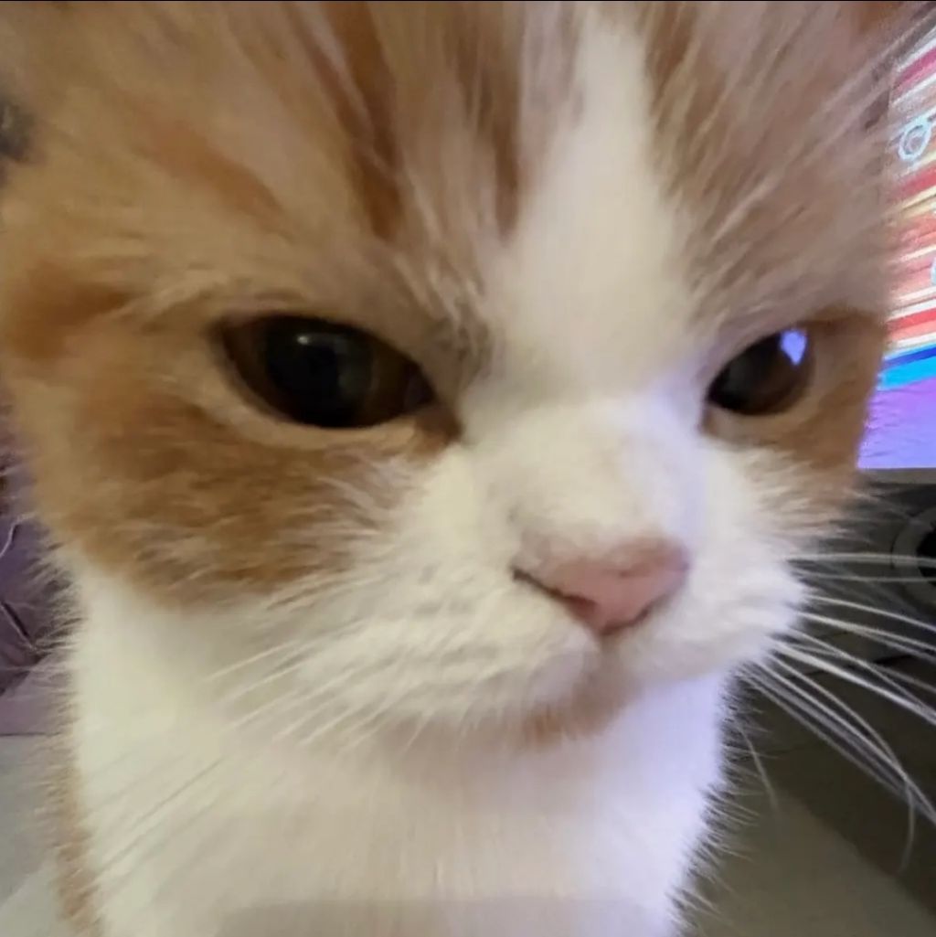 커여운 고양이 유투부 | 인스티즈