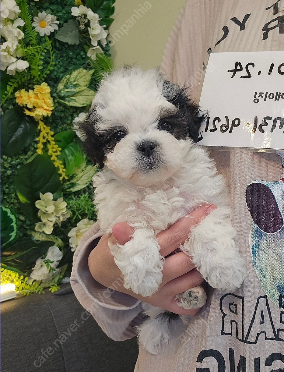 현재 포차코 닮은 강아지들 뽑아내는 펫샵들 | 인스티즈