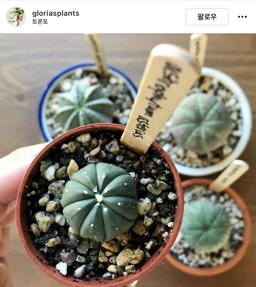 다육이를...먹어보고 싶은 달글 (안먹을거임) | 인스티즈