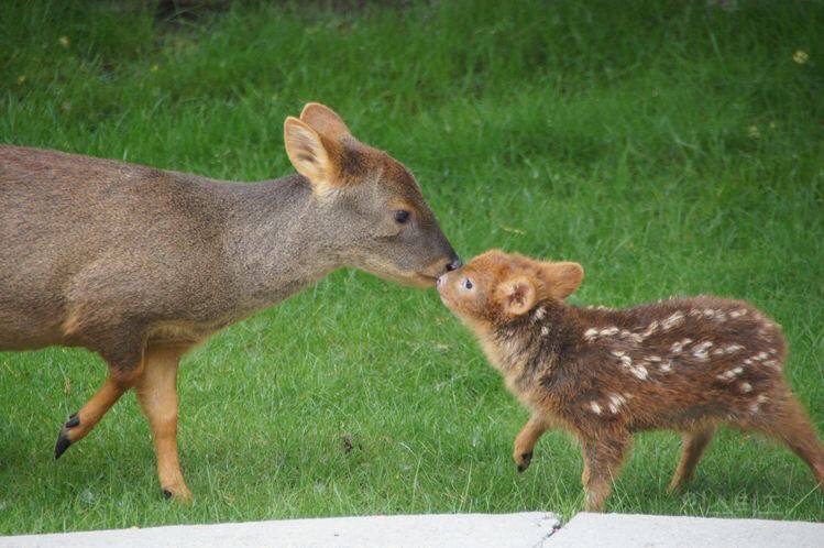 공격력이 0이라 멸종 위기라는 동물.jpg | 인스티즈