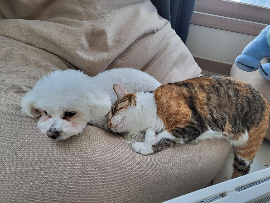 직숲에서 교과서 간 강쥐냥쥐 근황 | 인스티즈