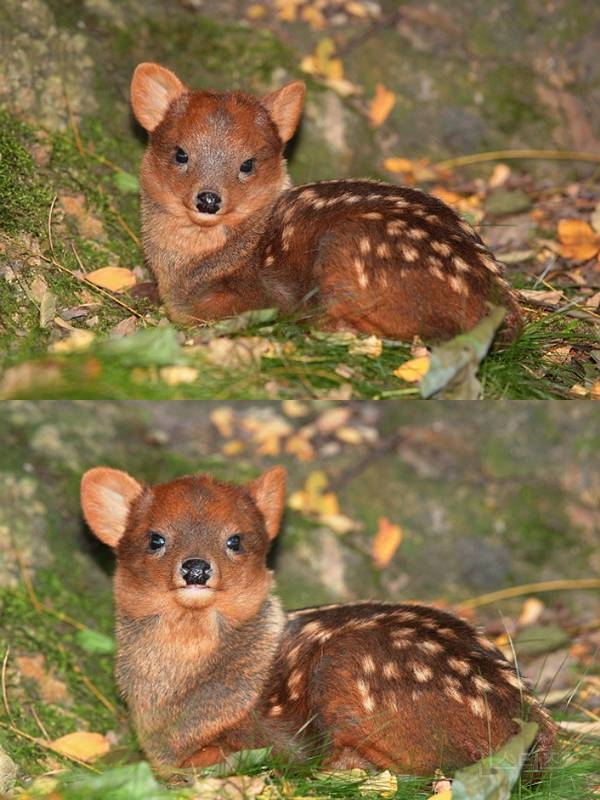 공격력이 0이라 멸종 위기라는 동물.jpg | 인스티즈