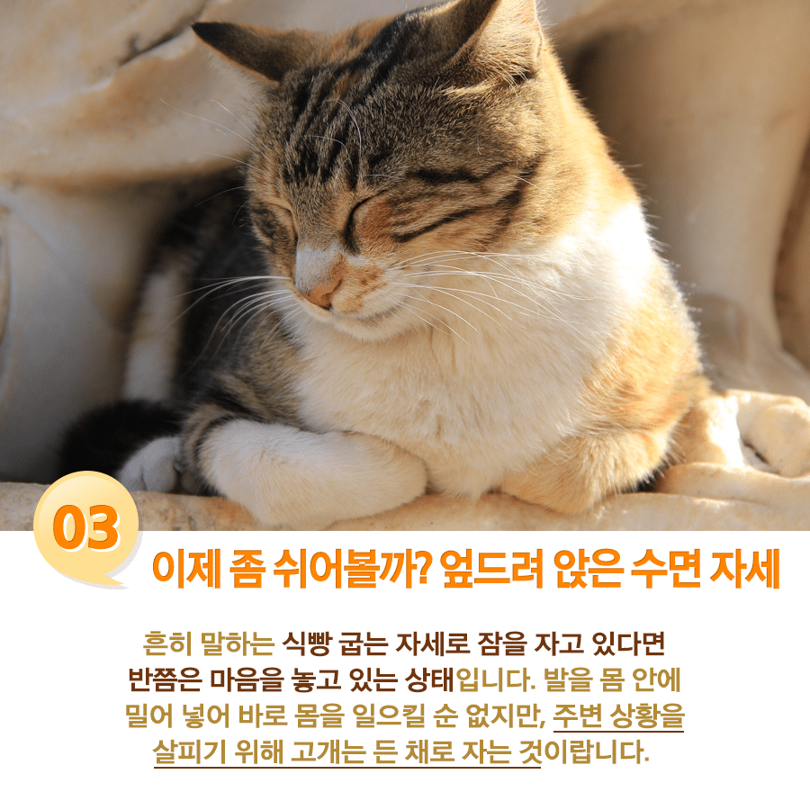 고양이 수면자세별 기분.jpg | 인스티즈