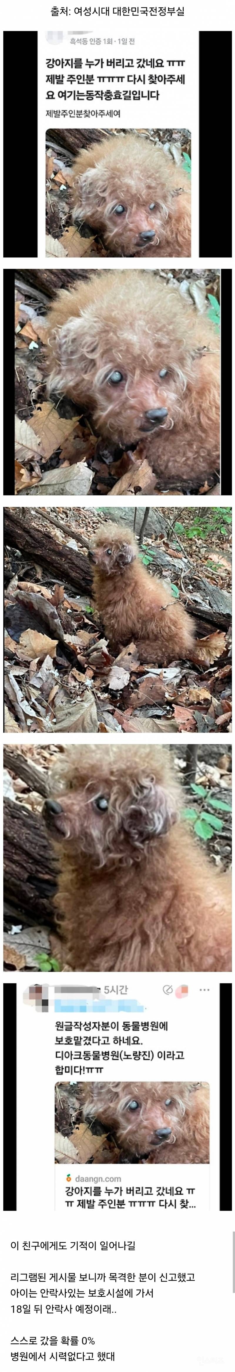 산속에 버려진 시력잃은 노견과 후기