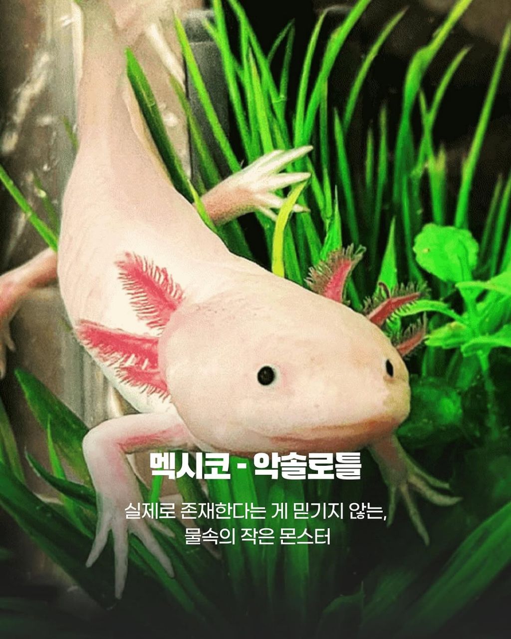 그 나라까지 갈만한 이 동물들의 귀여움.jpg | 인스티즈