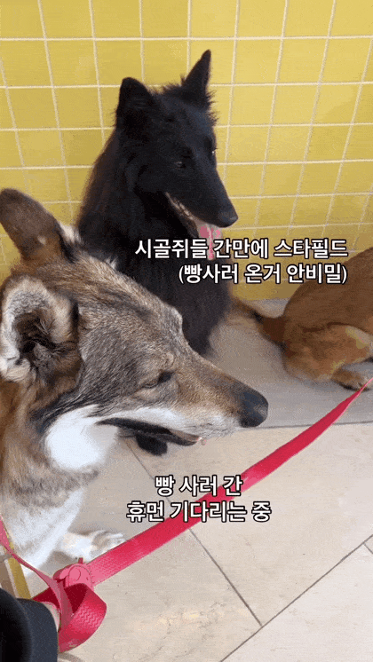 현재 논란이라는 울프독 데리고 스타필드 산책 | 인스티즈