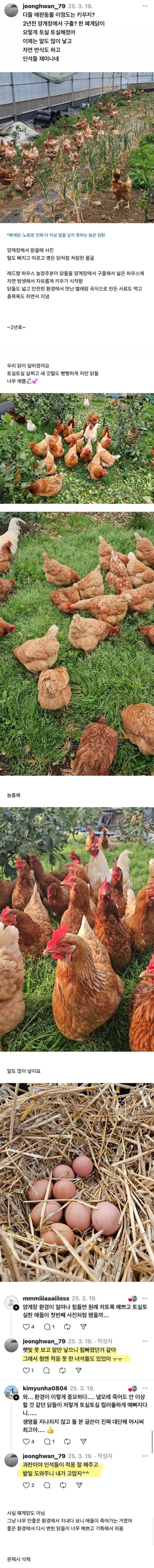 양계장 닭을 데려다 자연방사 해서 키움 | 인스티즈