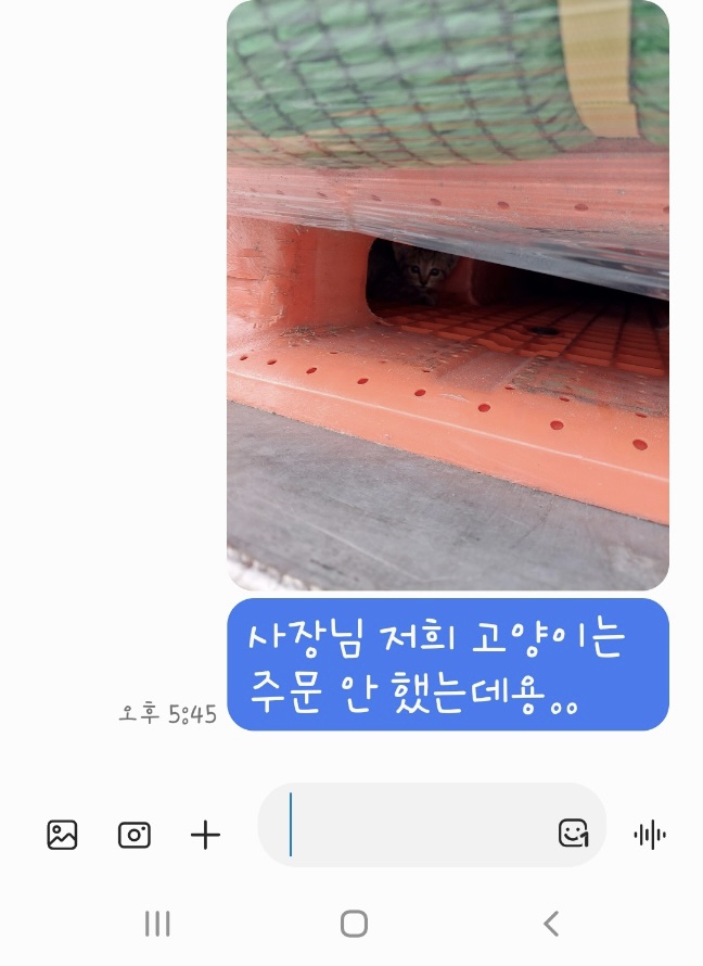 파렛트에 같이 딸려온 고양이는… | 인스티즈