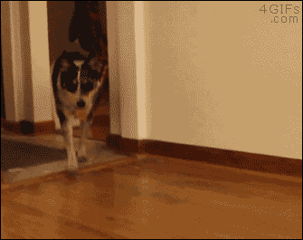 산책나간 강아지가 데려온 친구.gif