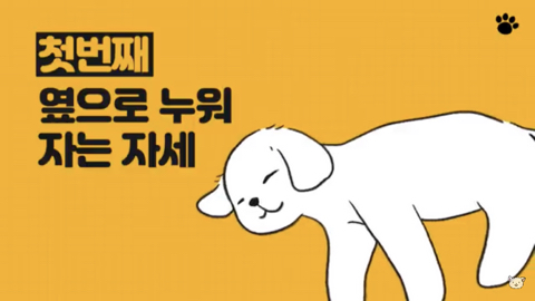 강아지 수면 자세 이유