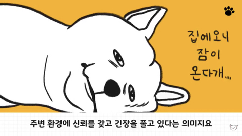 강아지 수면 자세 이유 | 인스티즈